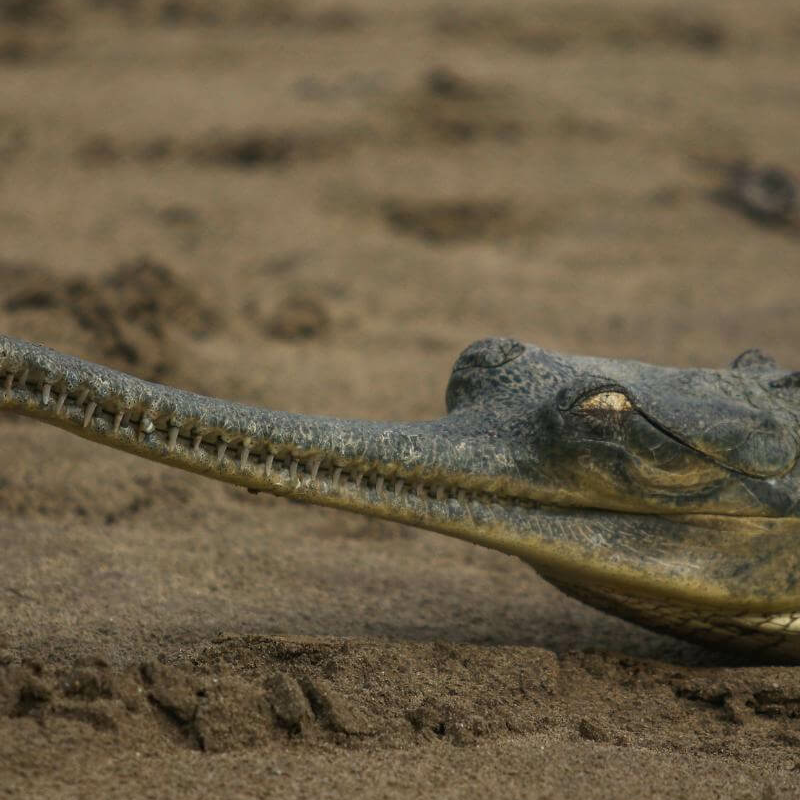 Bardiya-Nationalpark