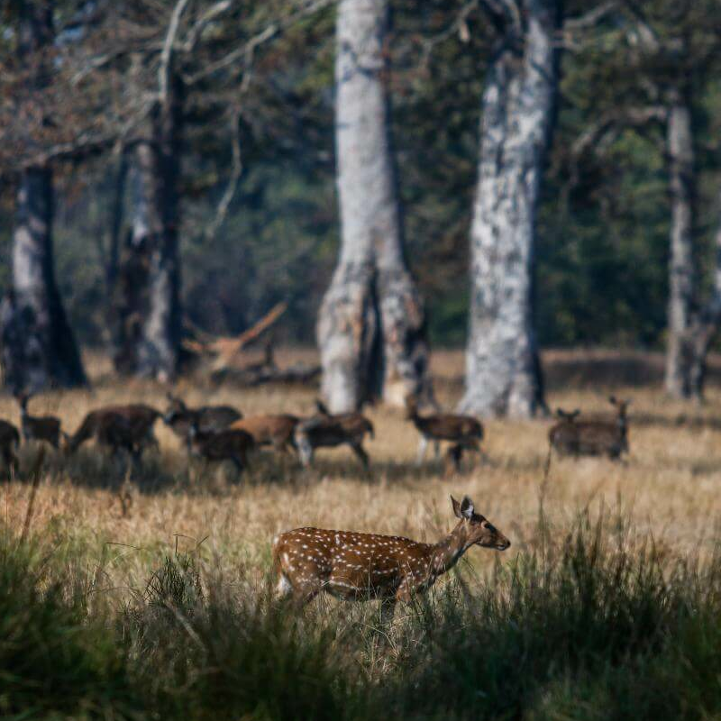 Bardiya-Nationalpark
