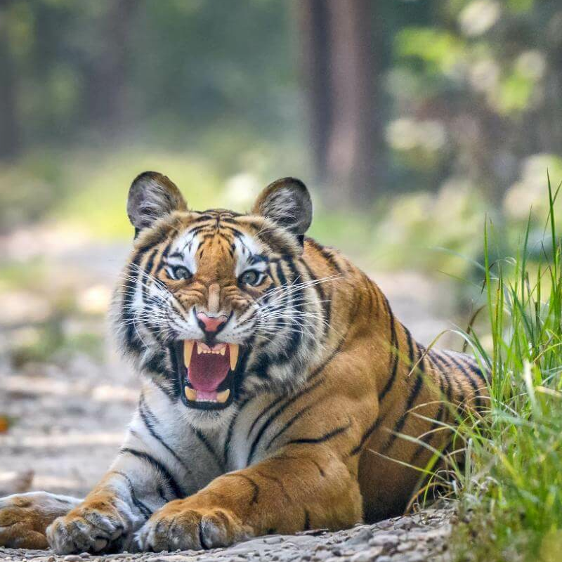 Bardiya-Nationalpark