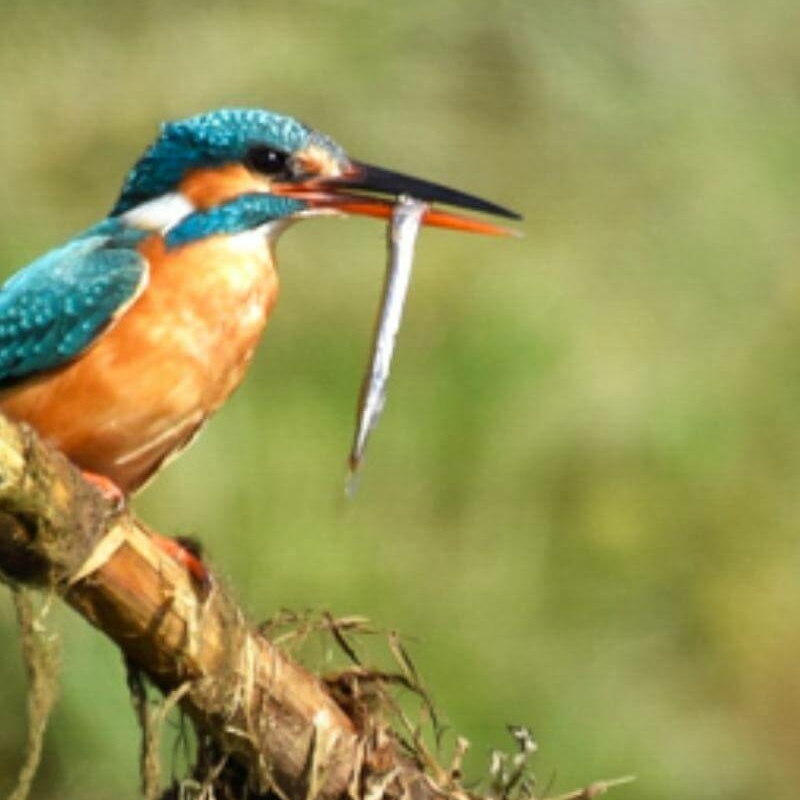 Bardiya-Nationalpark