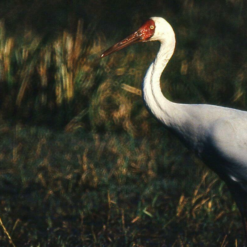 Bharatpur Bird Sanctuary