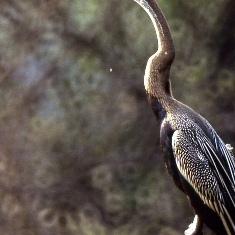 Bharatpur Bird Sanctuary