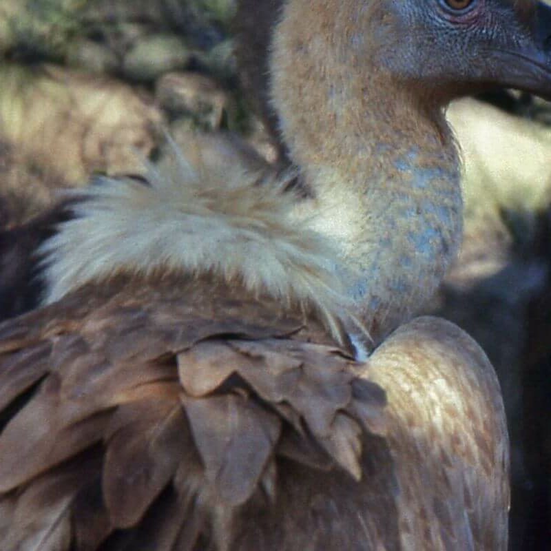 Bharatpur Bird Sanctuary