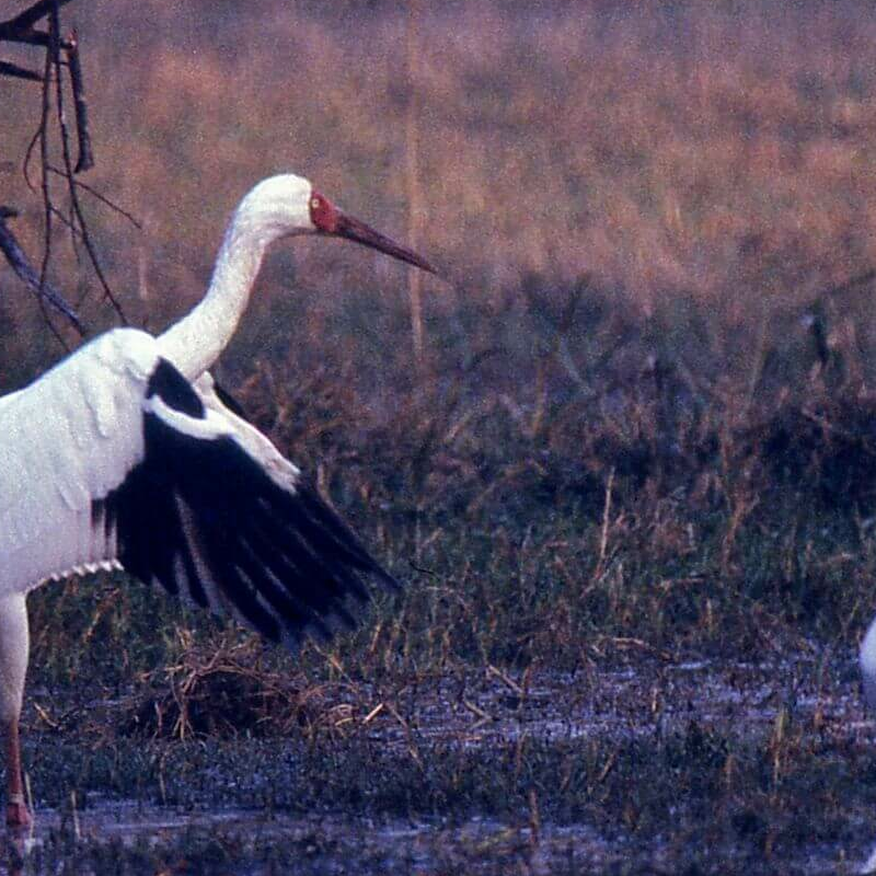 Bharatpur Bird Sanctuary