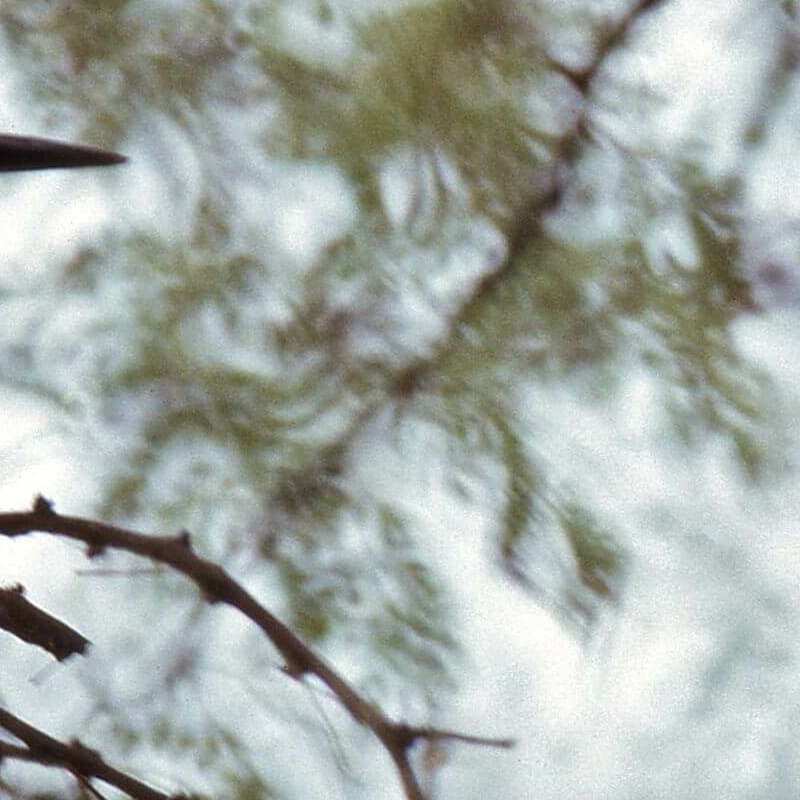 Bharatpur Bird Sanctuary