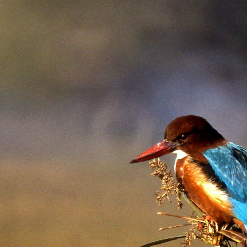 Bharatpur Bird Sanctuary