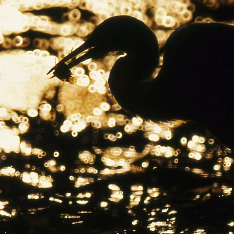 Bharatpur Bird Sanctuary