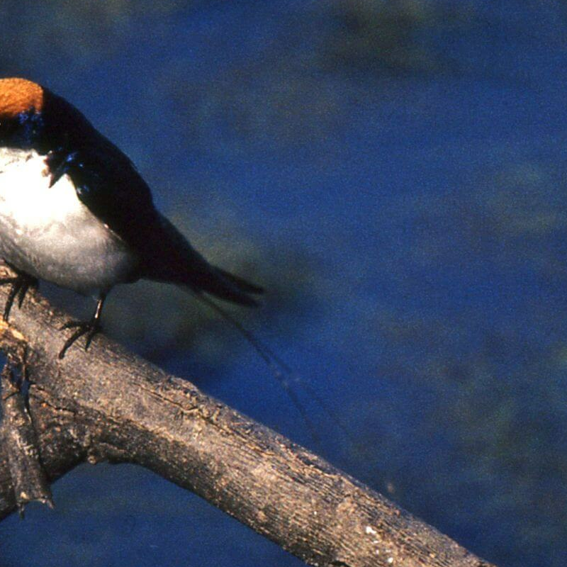 Bharatpur Bird Sanctuary