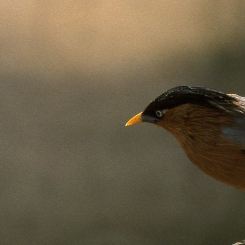 Bharatpur Bird Sanctuary