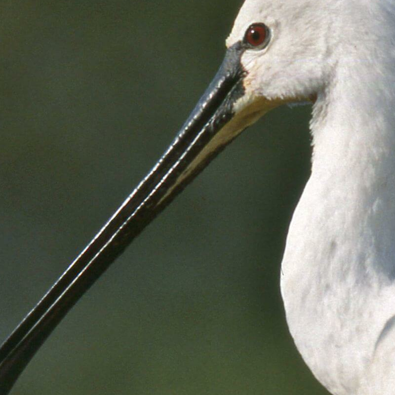 Bharatpur Bird Sanctuary