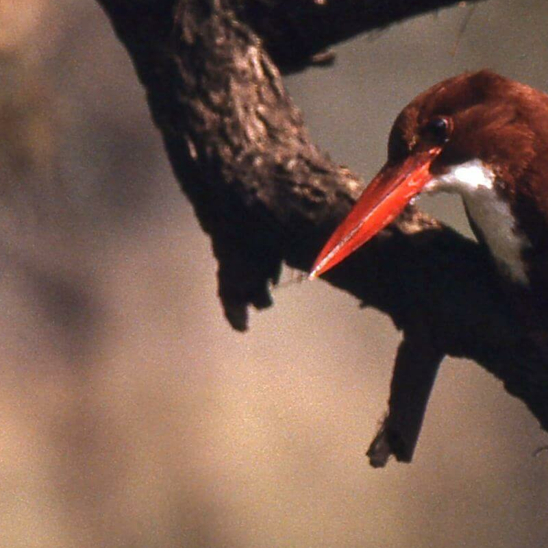 Bharatpur Bird Sanctuary