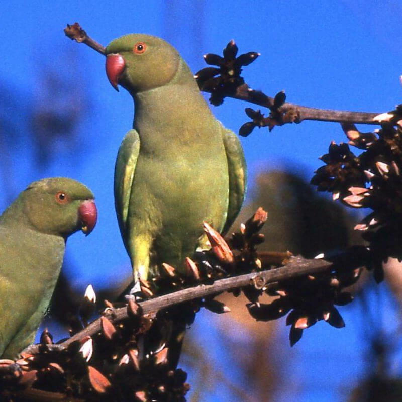 Bharatpur Bird Sanctuary
