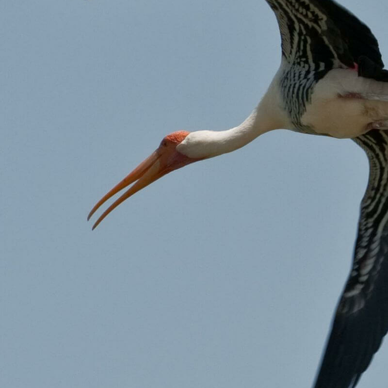 Bharatpur Bird Sanctuary