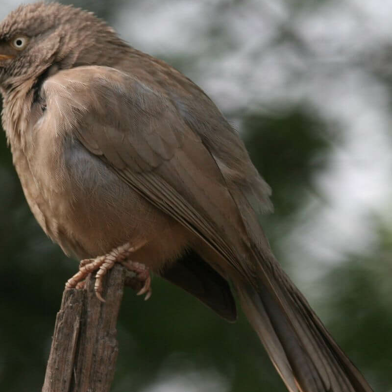 Bharatpur Bird Sanctuary