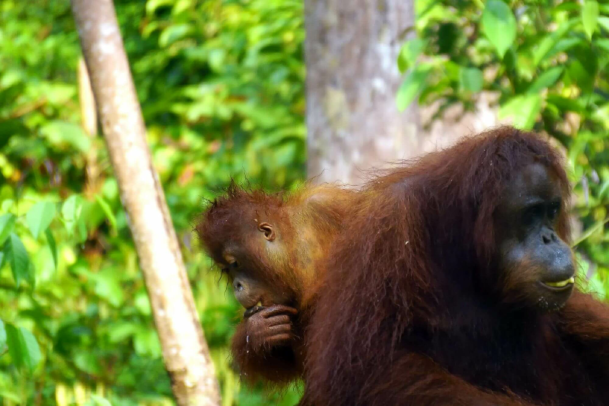 Borneo