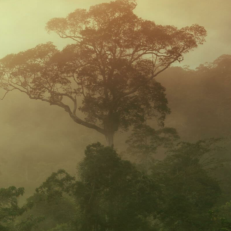 Borneo