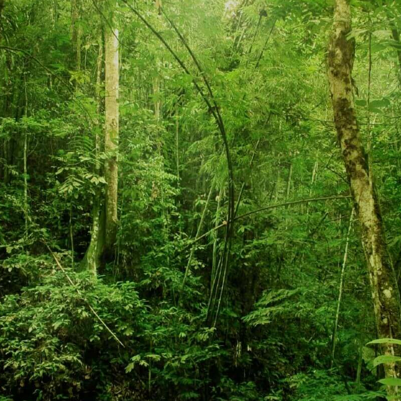Borneo