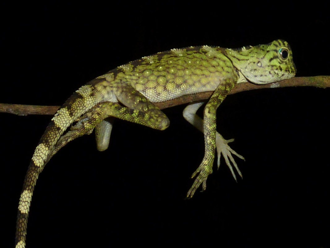 Borneo