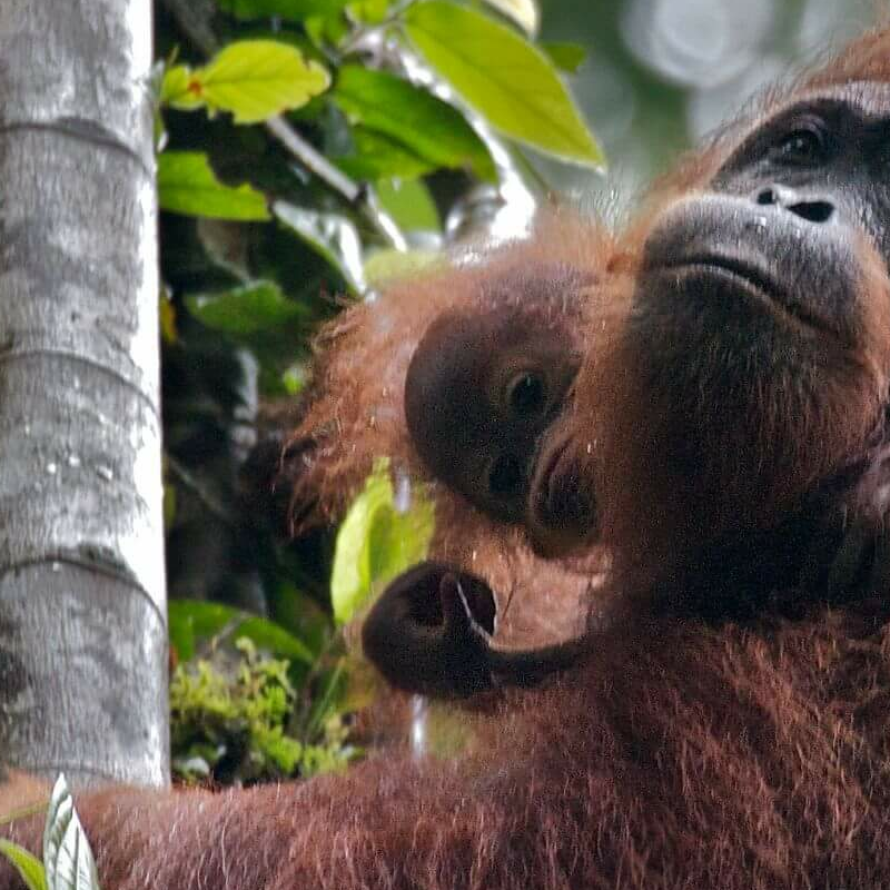 Borneo