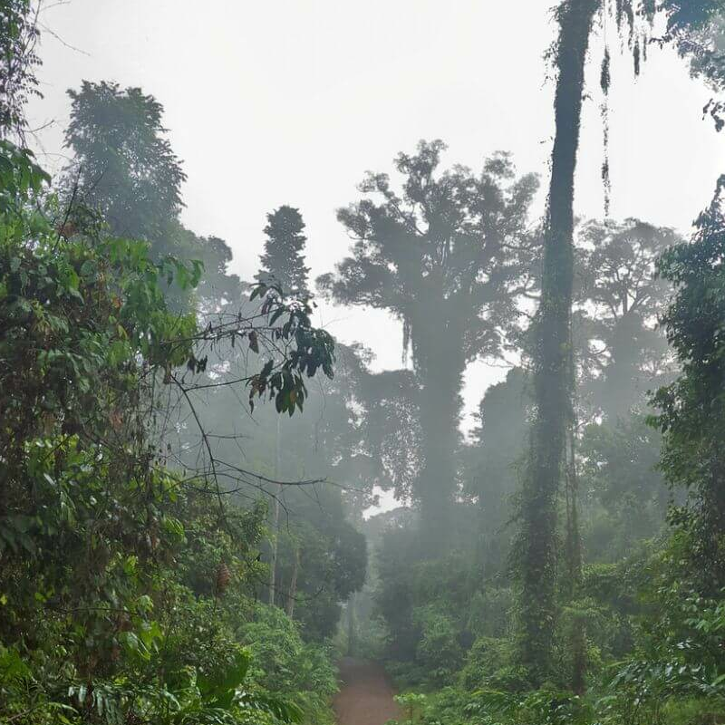 Borneo