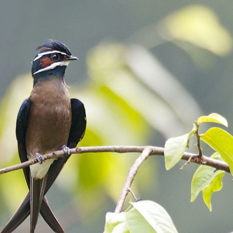 Borneo