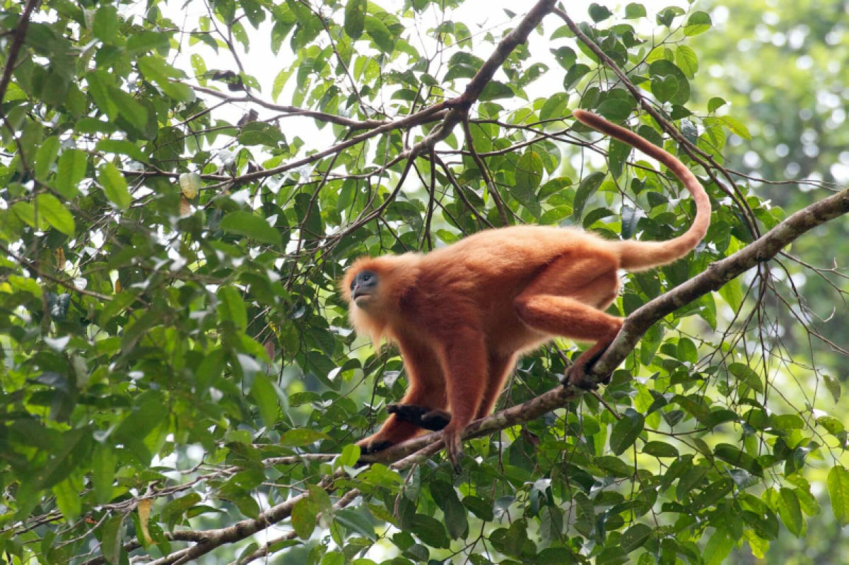 Borneo