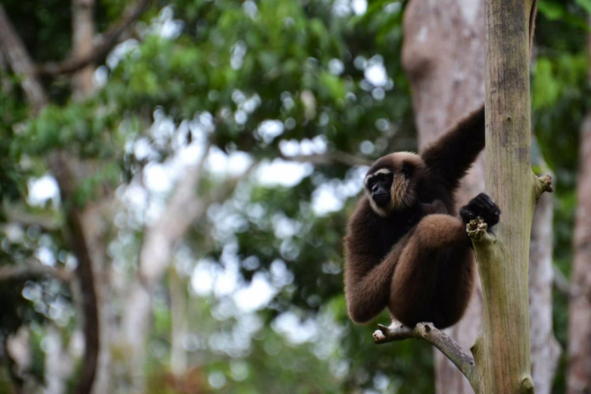 Borneo