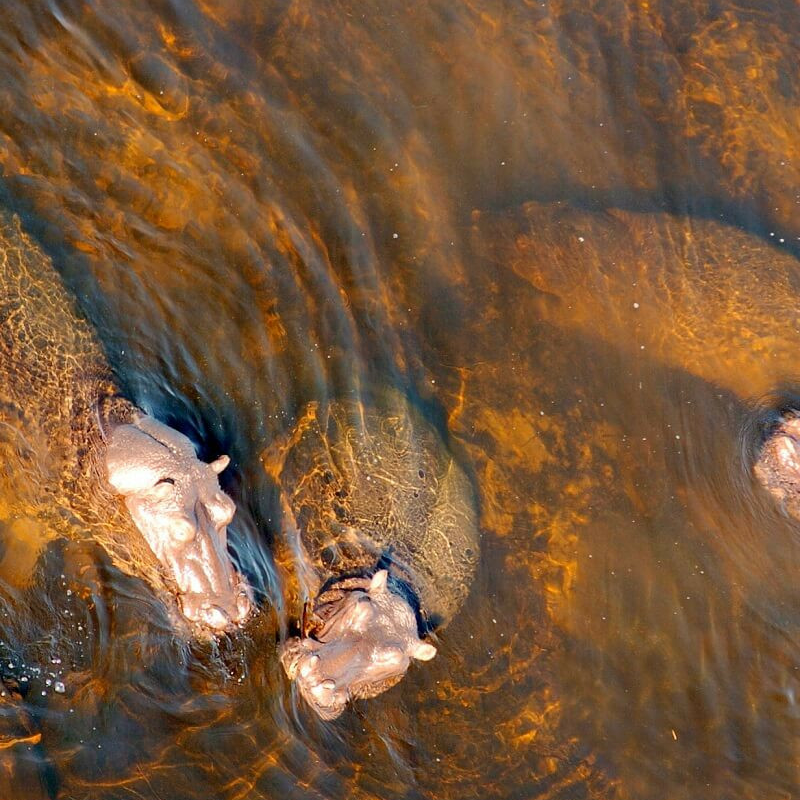 Best of Botswana