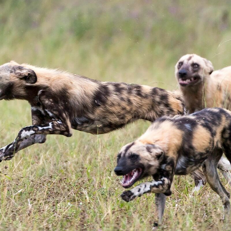 Best of Botswana