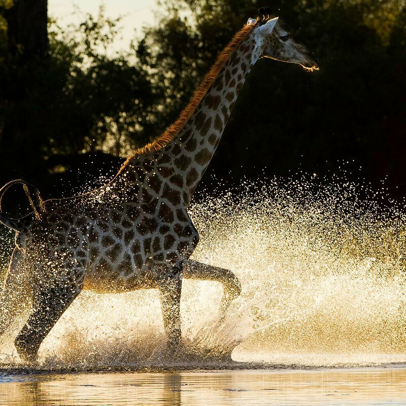 Best of Botswana