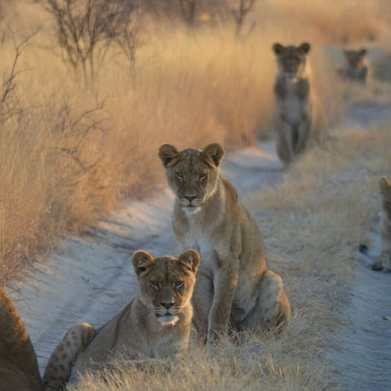 Best of Botswana