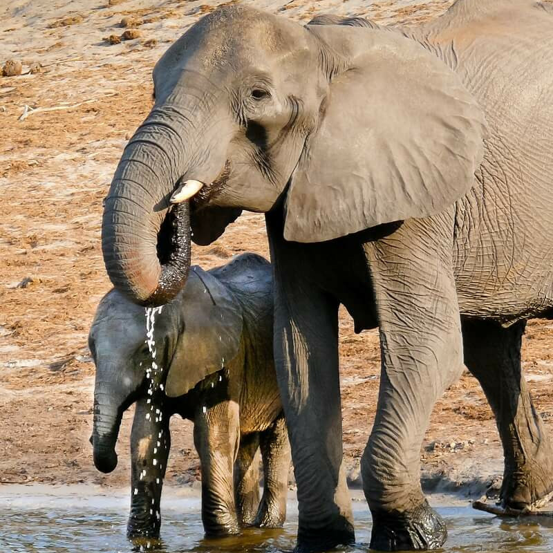 Best of Botswana