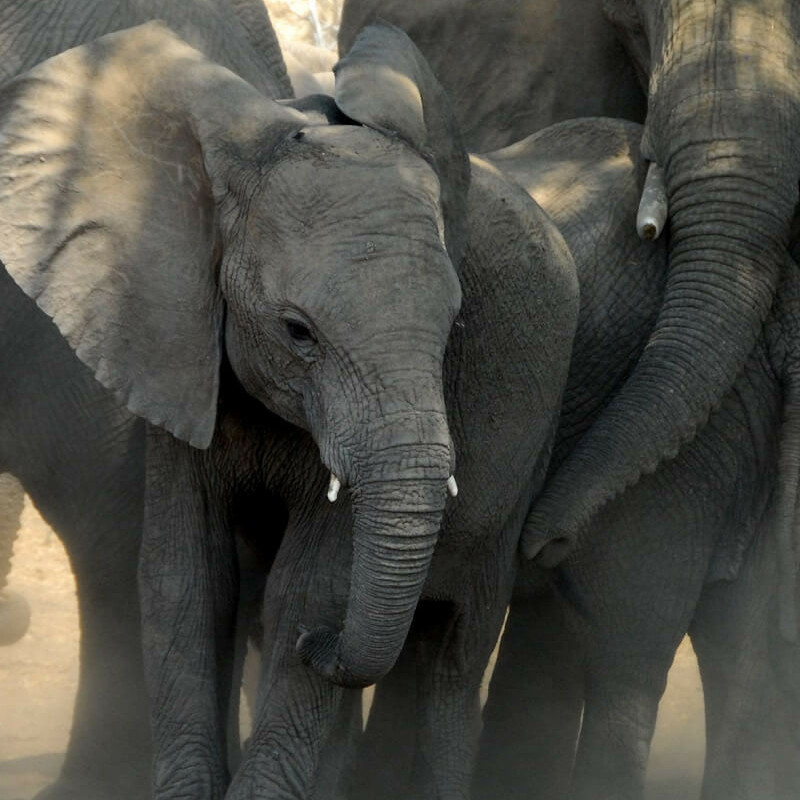 Best of Botswana