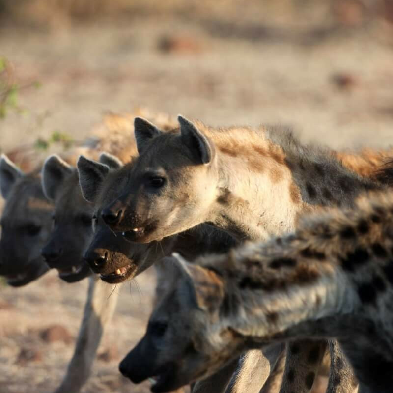 Best of Botswana