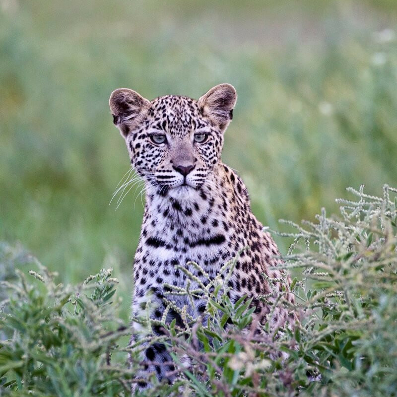 Best of Botswana