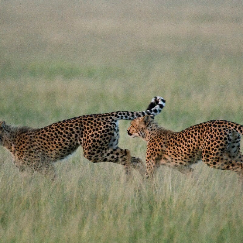 Best of Botswana