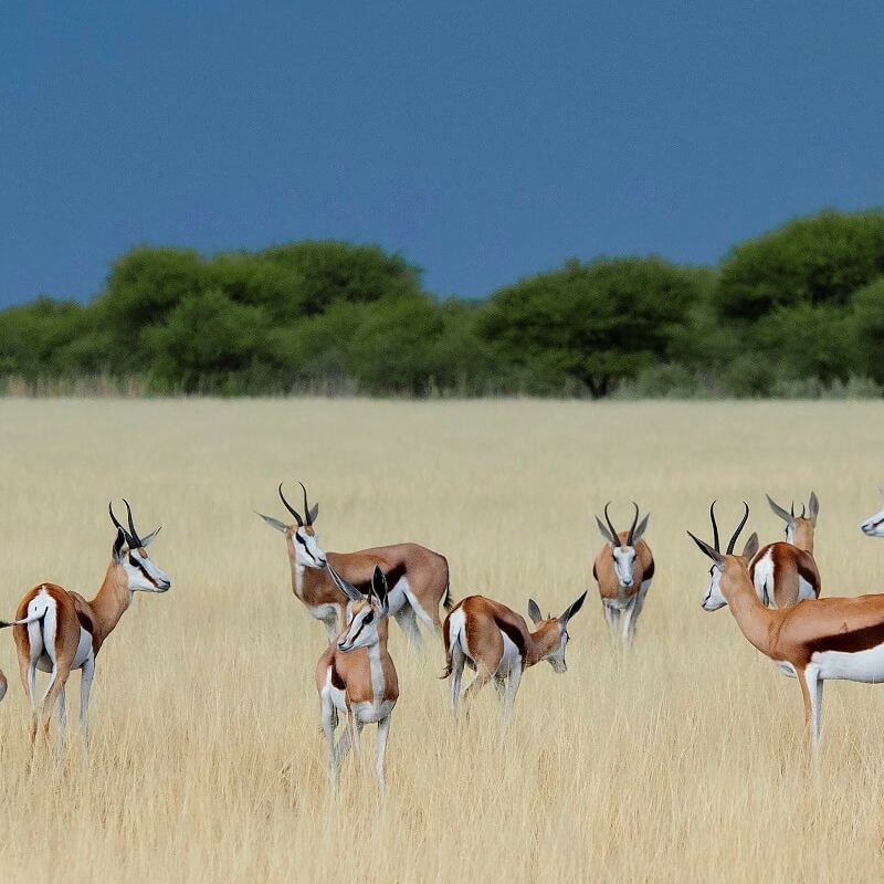 Best of Botswana