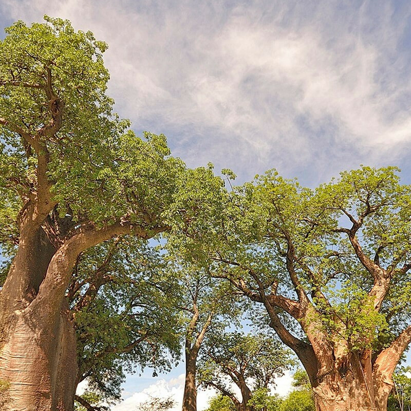 Best of Botswana