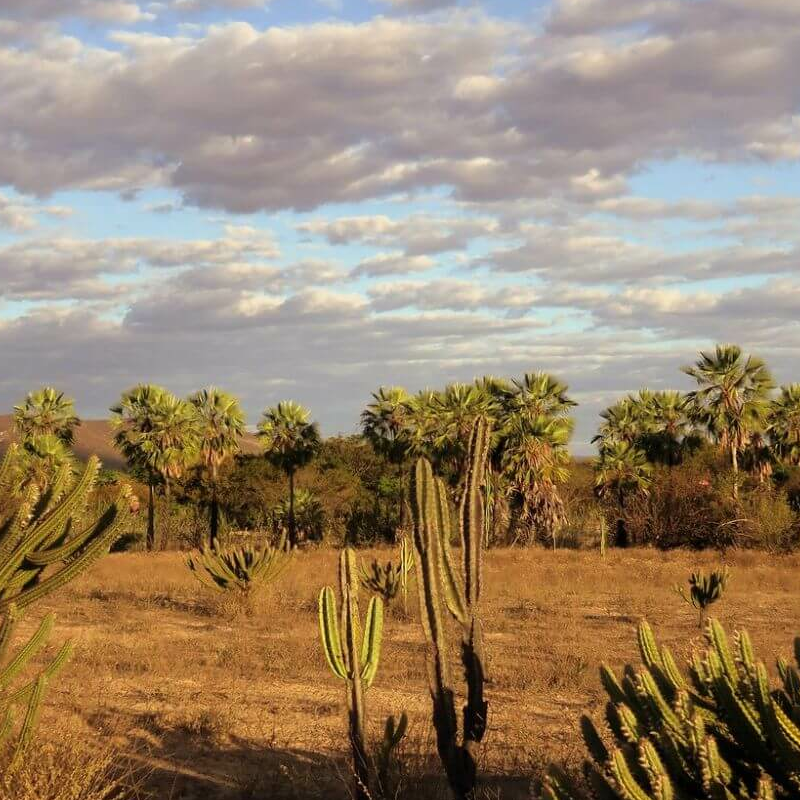 Brasilianisches Cerrado
