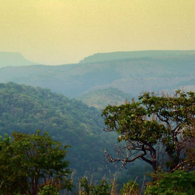Brasilianisches Cerrado