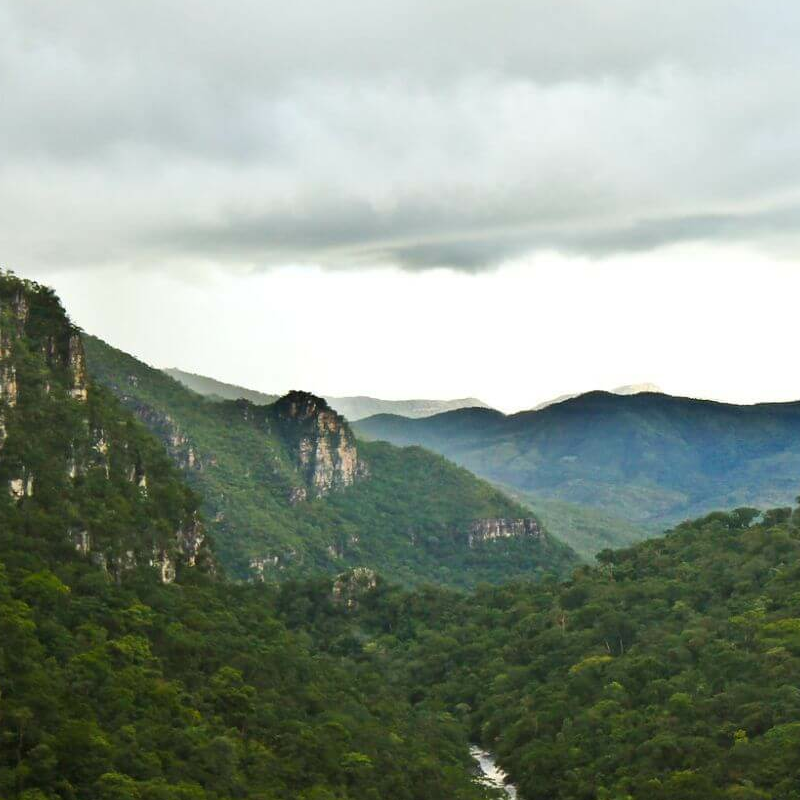 Brasilianisches Cerrado