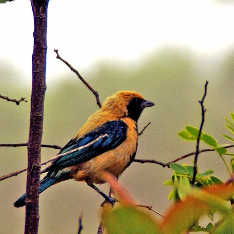 Brasilianisches Cerrado