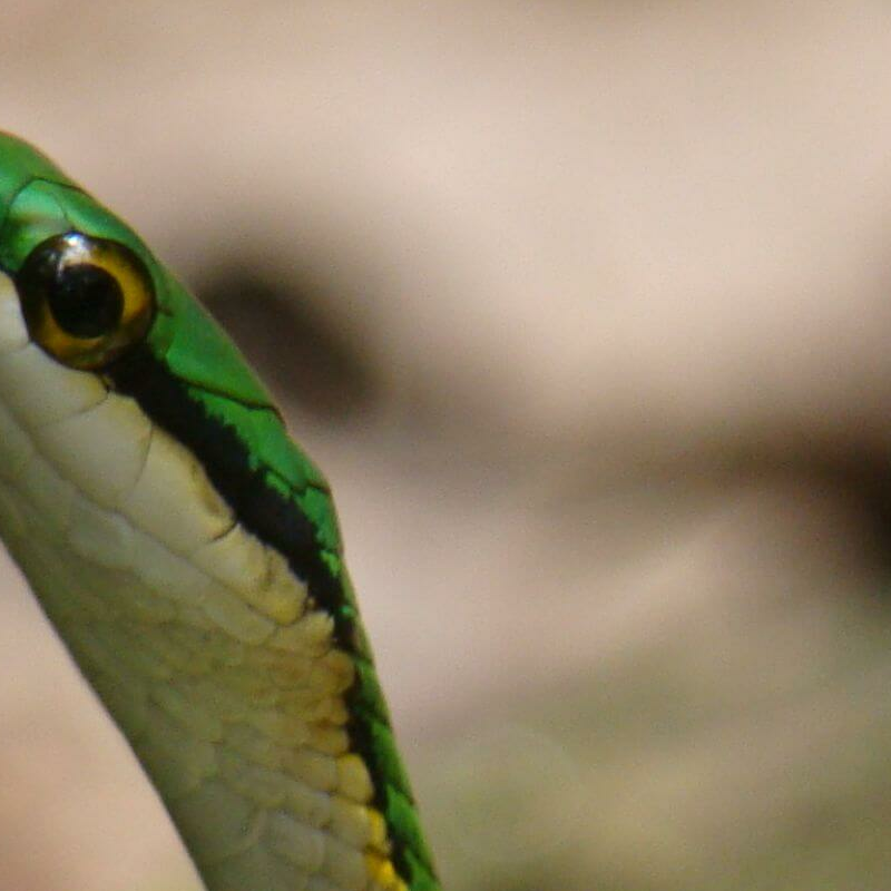 Brasilianisches Cerrado