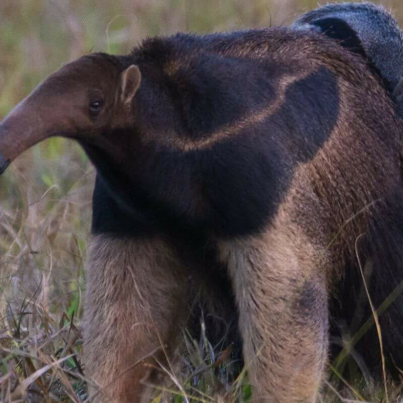 Brasilianisches Cerrado