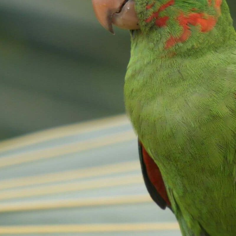 Brasilianisches Cerrado