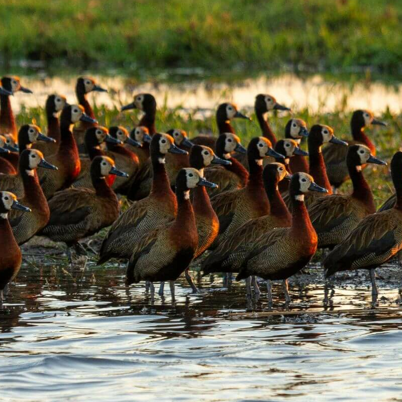 Caprivi-Zipfel