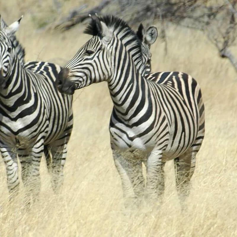 Caprivi-Zipfel
