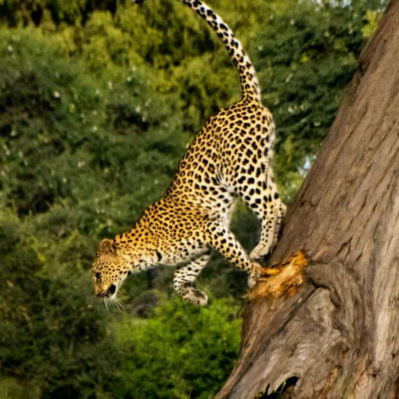 Caprivi-Zipfel