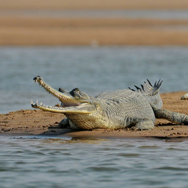 Chambal Wildlife Reserve