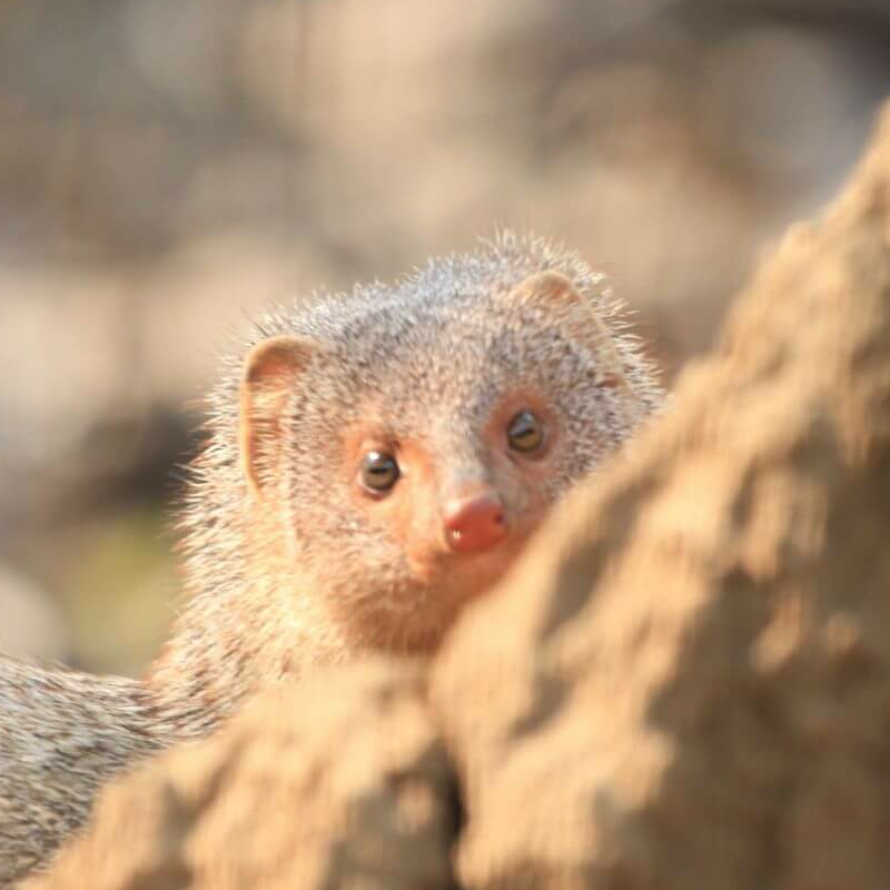 Chambal Wildlife Reserve